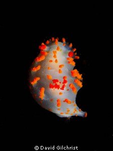 Orange-Tipped Nudibranch (Triopha catalinae) Queen Charlo... by David Gilchrist 